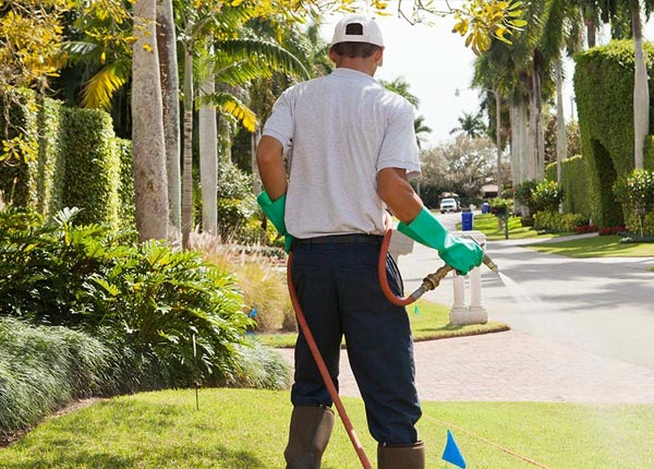 About Albert City IA Pest Control